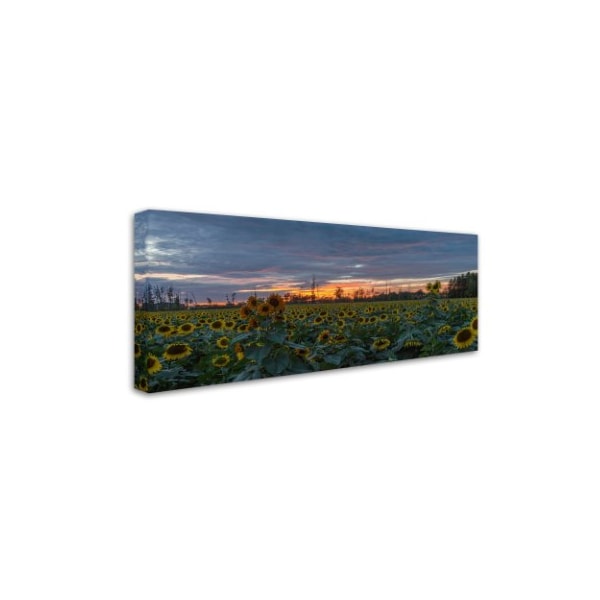 Kurt Shaffer 'Sunflower Field Sunset' Canvas Art,14x32